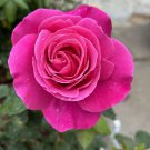 Dark Pink Rose Cuttings – 5 Unrooted Rosa Stems for Planting – Fragrant Large Blooms Dark Pink Rose Cuttings – 5 Unrooted Rosa Stems for Planting – Fragrant Large Blooms