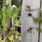 Pine Tree Succulent – 3 Rooted Crassula Tetragona Cuttings | Live Cactus-Like Plant