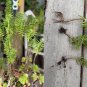Pine Tree Succulent &acirc;�� 3 Rooted Crassula Tetragona Cuttings | Live Cactus-Like Plant