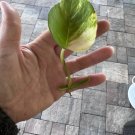 Golden Pothos Cuttings – 3 One-Node Stems | Easy Rooting Indoor Houseplant Vine Golden Pothos Cuttings – 3 One-Node Stems | Easy Rooting Indoor Houseplant Vine