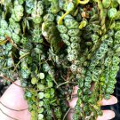 String of Turtles Cuttings – 4 Peperomia prostrata Vines | Live Rooting Succulent Plant String of Turtles Cuttings – 4 Peperomia prostrata Vines | Live Rooting Succulent Plant