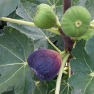 Brown Turkey Fig Cuttings – 10 Unrooted Ficus carica Scions | Easy to Grow Fruit Tree Brown Turkey Fig Cuttings – 10 Unrooted Ficus carica Scions | Easy to Grow Fruit Tree