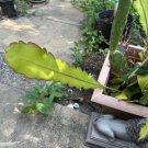 Epiphyllum hookeri Cuttings – Fragrant White Orchid Cactus | Mature Strictum Stems
