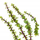 Portulacaria Afra Cuttings – 6 Elephant Bush Stems | Jade Bonsai Succulent Plant