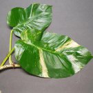 Hawaiian Pothos Cuttings – 7 Rooted Epipremnum aureum Stems | Large Leaf Indoor Vine Hawaiian Pothos Cuttings – 7 Rooted Epipremnum aureum Stems | Large Leaf Indoor Vine