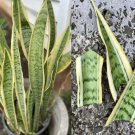 Variegated Snake Plant Cuttings – 4 Sansevieria Laurentii Leaves | Easy Rooting Starter Set