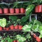 Jade & Golden Pothos Combo Cuttings – 4 Epipremnum aureum Stems (2 Jade + 2 Golden) Jade & Golden Pothos Combo Cuttings – 4 Epipremnum aureum Stems (2 Jade + 2 Golden)