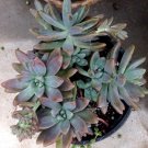 Pachyveria ‘Blue Pearl’ Cuttings – 3 Succulent Rosettes | 2.5” Blue-Green Live Plants