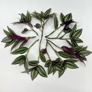 Wandering Dude Cuttings – 12 Unrooted Tradescantia zebrina Purple Stems for Propagation