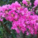True Pink Crepe Myrtle Live Plants – 2 Rooted Cuttings of Heirloom Flowering Tree