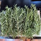 Fresh Organic Rosemary Cuttings – 20 Fresh Stems for Cooking, Planting, or Aroma Use Fresh Organic Rosemary Cuttings – 20 Fresh Stems for Cooking, Planting, or Aroma Use