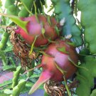 Purple Haze Red Dragon Fruit Cuttings – 2 Healthy 9–14" Hylocereus Stems for Planting Purple Haze Red Dragon Fruit Cuttings – 2 Healthy 9–14" Hylocereus Stems for Planting