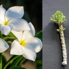 Plumeria Pudica Cuttings – 2 White Flowering Butterfly Plants 4–6" for Garden or Patio