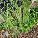 Hoya Linearis Cutting – 1 Fresh 4-Node Unrooted Stem for Easy Rooting & Indoor Growth