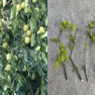 Lang Chinese Jujube Tree Cuttings – 5 Fresh Red Date Branches for Grafting or Rooting