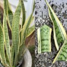 Sansevieria Laurentii Cuttings – 6 Variegated Snake Plant Starters Grown in Hawaii