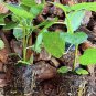 Fignomenal Fig Tree Cutting – Compact Edible Ficus carica for Patio or Container Garden
