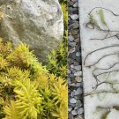 Sedum Angelina Cuttings – 10 Hardy Stonecrop Ground Cover Plants for Easy Growing Sedum Angelina Cuttings – 10 Hardy Stonecrop Ground Cover Plants for Easy Growing