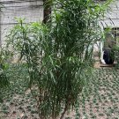 Rainbow Tree Cuttings – 2 Dracaena Angustifolia Live Stems, Colorful Tropical Plant
