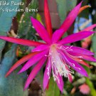 Epiphyllum ‘Elke Paetz’ Orchid Cactus Cuttings 8–10 Inch – Unrooted Flowering Plant Starts Epiphyllum ‘Elke Paetz’ Orchid Cactus Cuttings 8–10 Inch – Unrooted Flowering Plant Starts