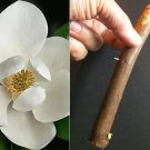 Southern Magnolia Tree Cuttings – 8 Live Magnolia grandiflora Starts for Rooting or Grafting Southern Magnolia Tree Cuttings – 8 Live Magnolia grandiflora Starts for Rooting or Grafting