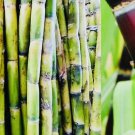 Sugar Cane Cuttings Set of 4 – Fresh Green or Purple Stalks for Planting or Growing