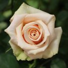 Sahara Rose Cuttings Set of 3 – Rare Rose Variety for Rooting or Grafting Sahara Rose Cuttings Set of 3 – Rare Rose Variety for Rooting or Grafting