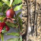 Wonderful Pomegranate Cuttings Set of 4 – Fresh Punica granatum Starts for Planting