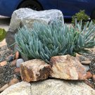 Blue Chalk Sticks Succulent Cuttings – 3X Senecio mandraliscae 5-Inch Live Plant Starts Blue Chalk Sticks Succulent Cuttings – 3X Senecio mandraliscae 5-Inch Live Plant Starts
