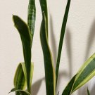 Snake Plant Cuttings Set of 2 – Sansevieria trifasciata Laurentii Fresh Air-Purifying Starts