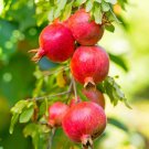 Wonderful Pomegranate Cuttings Set of 5 – Punica granatum 8–10 Inch Unrooted Starts