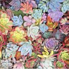 10 Mixed Succulent Cuttings 1–2" – Live Pastel Rosettes & Red Jade Unrooted Plants 10 Mixed Succulent Cuttings 1–2" – Live Pastel Rosettes & Red Jade Unrooted Plants