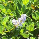 10 California Lilac Cuttings – Ceanothus Horizontalis Blue Flowering Shrub Starts 10 California Lilac Cuttings – Ceanothus Horizontalis Blue Flowering Shrub Starts
