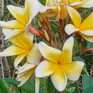 Plumeria Cutting 8–10" Single Tip – Live Tropical Frangipani Stem Ready for Rooting Plumeria Cutting 8–10" Single Tip – Live Tropical Frangipani Stem Ready for Rooting