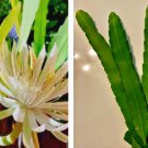 4 Night Blooming Cereus Cuttings 10–12" – White Flower Cactus Plant Starts for Rooting