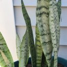 3 Rooted Sansevieria Trifasciata Golden Snake Plants – Easy Indoor Houseplants Set 3 Rooted Sansevieria Trifasciata Golden Snake Plants – Easy Indoor Houseplants Set
