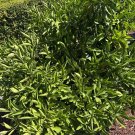 6 Owari Satsuma Mandarin Tree Cuttings – Unrooted Citrus Reticulata Starts for Planting 6 Owari Satsuma Mandarin Tree Cuttings – Unrooted Citrus Reticulata Starts for Planting