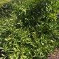 6 Owari Satsuma Mandarin Tree Cuttings – Unrooted Citrus Reticulata Starts for Planting