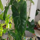 Philodendron Acutatum Cutting – Tropical Aroid Plant Start, Grower’s Choice Selection Philodendron Acutatum Cutting – Tropical Aroid Plant Start, Grower’s Choice Selection