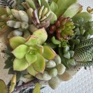 10 Assorted Succulent Cuttings – Mixed Live Plants for Terrariums, Fairy Gardens, Decor