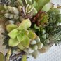 10 Assorted Succulent Cuttings â Mixed Live Plants for Terrariums, Fairy Gardens, Decor