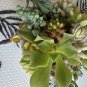 10 Assorted Succulent Cuttings â Mixed Live Plants for Terrariums, Fairy Gardens, Decor