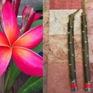 Plumeria Kaneohe Sunset Cutting 12–14" – Fragrant Tropical Frangipani Flower Plant