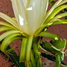 2 Red Flesh Dragon Fruit Cuttings – Hylocereus polyrhizus 5" Live Arizona Grown 2 Red Flesh Dragon Fruit Cuttings – Hylocereus polyrhizus 5" Live Arizona Grown