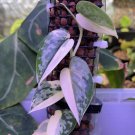 Scindapsus Mayari Rooted Cuttings – Low Variegation Aroid Houseplant Vine