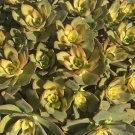 Aeonium Kiwi 4 Cuttings – Colorful Succulent with Green, Pink & Yellow Rosettes Aeonium Kiwi 4 Cuttings – Colorful Succulent with Green, Pink & Yellow Rosettes