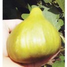 Cerreto Giant Fig Tree Cuttings – 5 Fresh Organic Scions for Propagation & Home Growing