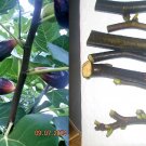 LSU Purple Fig Tree Cuttings – 6 Fresh Scions, Cold Hardy & Rain Tolerant Variety for Growing LSU Purple Fig Tree Cuttings – 6 Fresh Scions, Cold Hardy & Rain Tolerant Variety for Growing