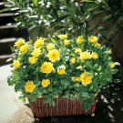 Sunny Knock Out Rose Cuttings – 6 Fresh Live Shrub Pieces, Everblooming Vibrant Yellow Roses