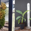 Pisang Ceylon Banana Tree – Small Live Rooted Starter Plant for Tropical Garden Growing Pisang Ceylon Banana Tree – Small Live Rooted Starter Plant for Tropical Garden Growing